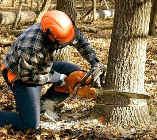 Tree Removal in Chouteau, OK